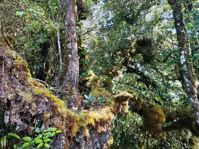 Exploring the Enchanting Mossy Forest in Cameron Highlands 🌿✨