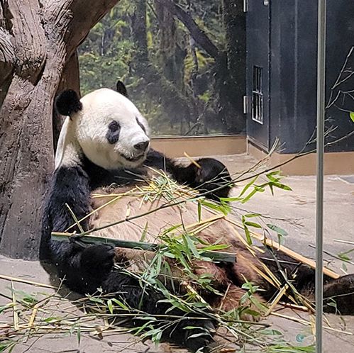 大阪旅遊之～天王寺動物園