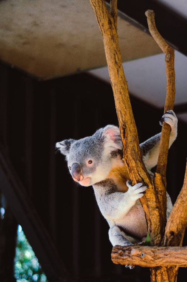 Explore Australia: A Wild Adventure with Unique Wildlife