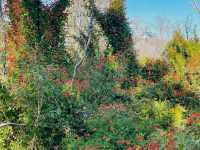 Wave rock with wild flowers