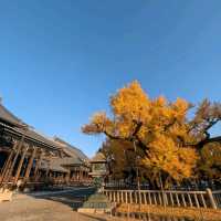 🇯🇵京都「西本願寺 東本願寺」銀杏盛開實況！穿越時空的寧靜之美