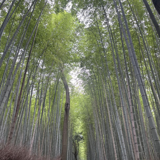 京都嵐山好舒服