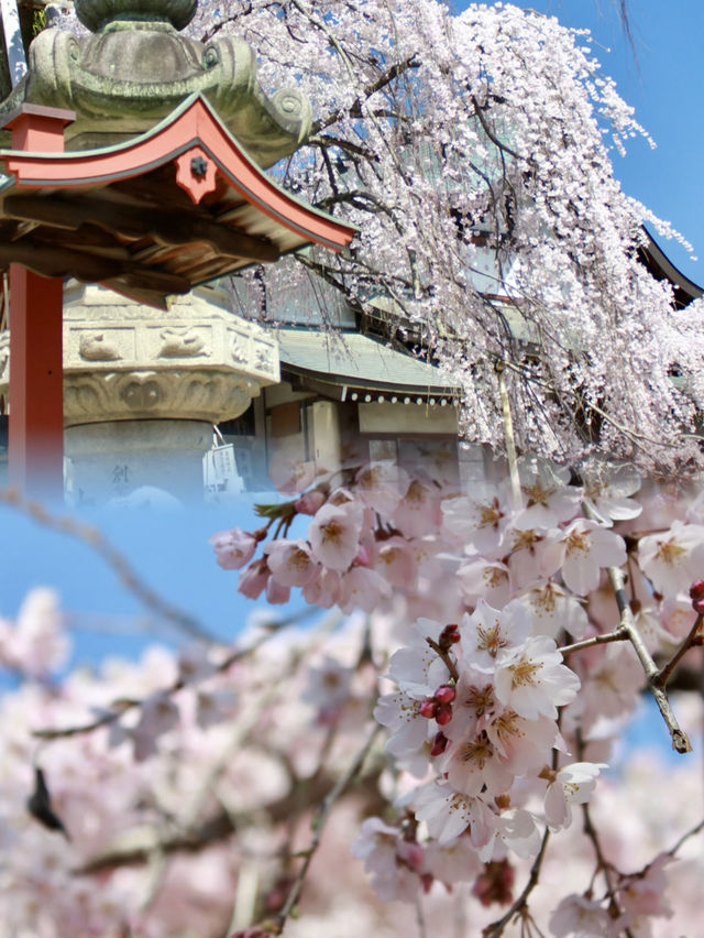 Serenity and Blossoms: A Hidden Gem at Himuro Shrine, Nara