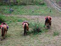 Doi Pha Tang ดอยผาตั้ง เที่ยวดอยเชียงราย