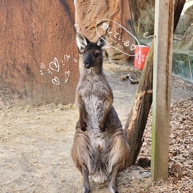 Kangaroo? Koala? In the middle of the city? Sign me up RIGHT NOW!