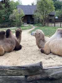 Animal festival at Zoo Bojnice 🐫🐘