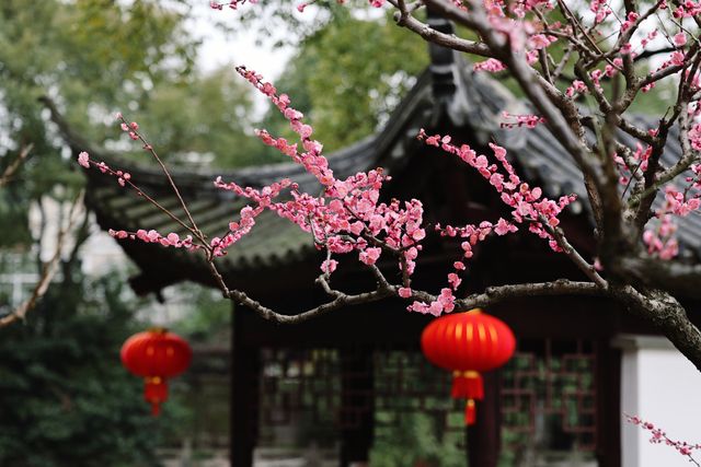 【上海梅花節