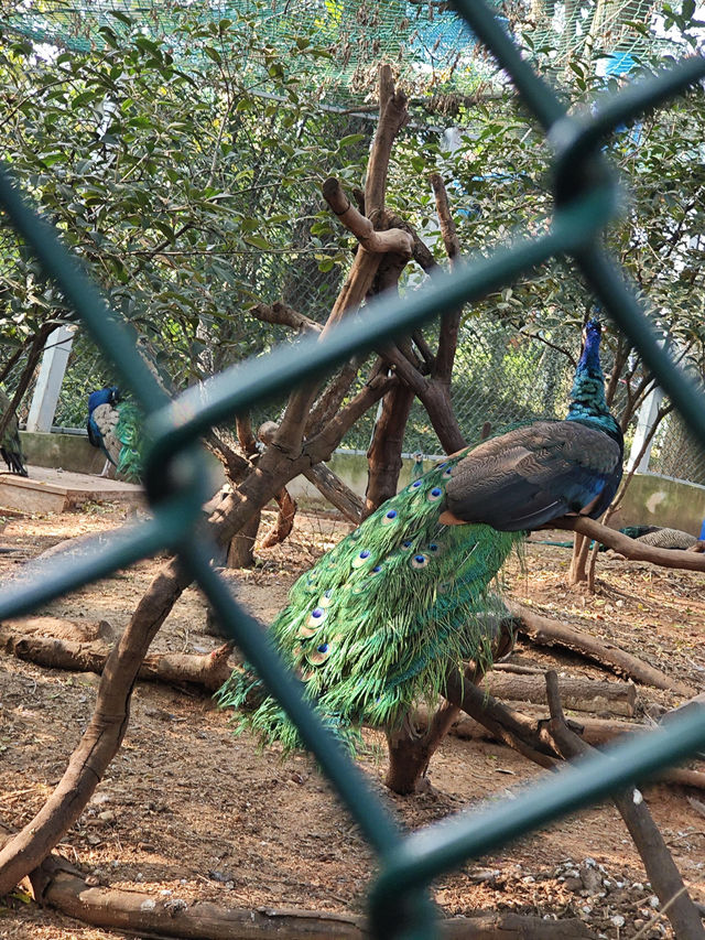 南京紅山動物園 | 誰還不知道動物園免費啦。