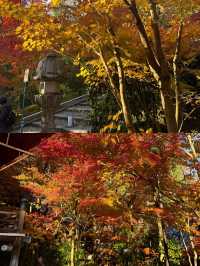 京都賞楓葉‖永觀堂旅遊打卡避坑攻略。