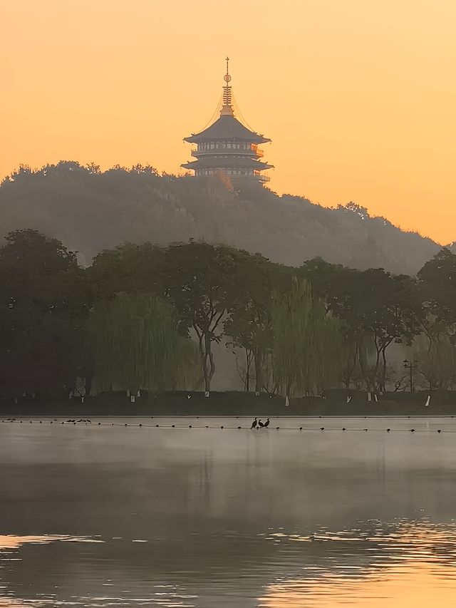 live實拍清晨的花港觀魚也太美了吧