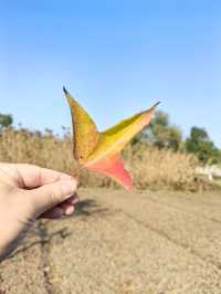 沙家浜｜紅色景點，紅色之旅