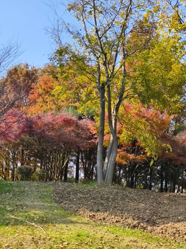 蘇州紅楓葉新去處