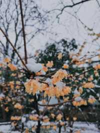 看，雪花飄落的足跡—南京賞雪地打卡推薦