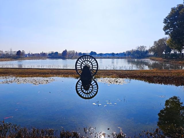 筆直的樹幹撐起一樹樹熱烈的紅~~青西郊野公園水杉林