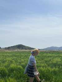 경주 여행 꼭 가봐야 할 곳, 경주 청보리밭