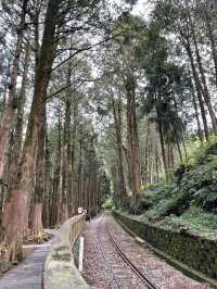 Alishan day trip