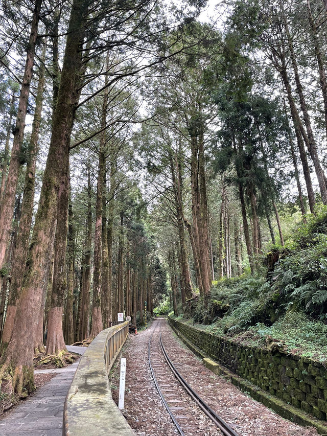 Alishan day trip