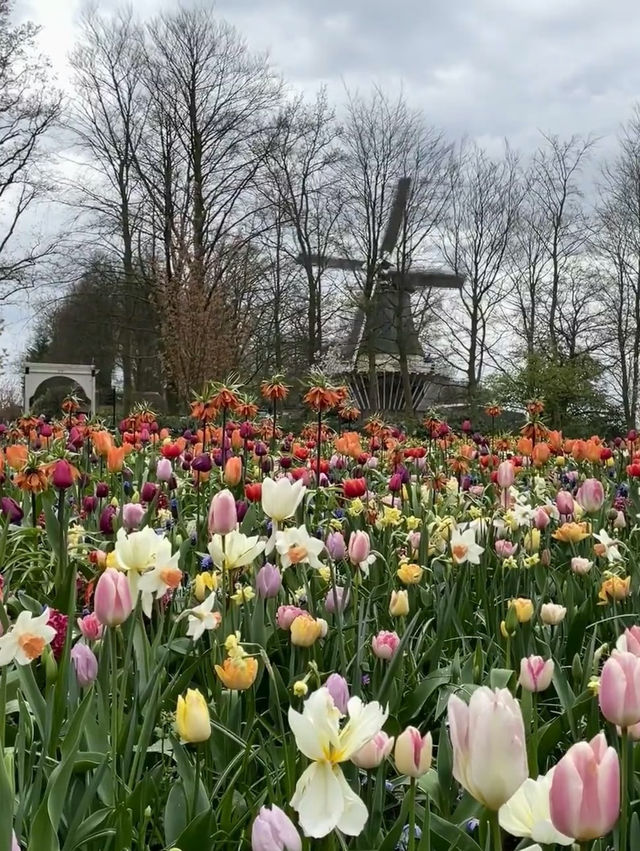 Keukenhof: A Blooming Wonderland in the Heart of the Netherlands