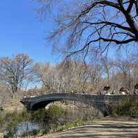 Sakura in Central Park 🇺🇸 New York City