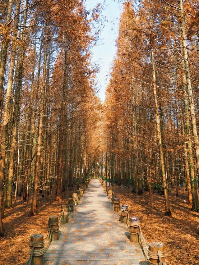 我不允許還沒有人知道這油畫裡的水上森林