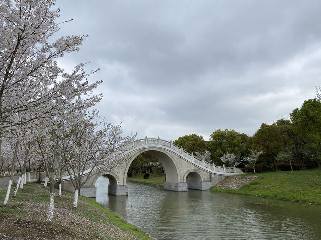 上海海灣國家森林公園四月櫻花季