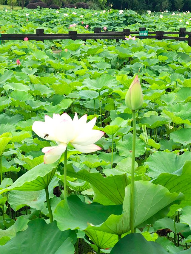 湘潭大觀園：又是一年賞荷季，荷你相約