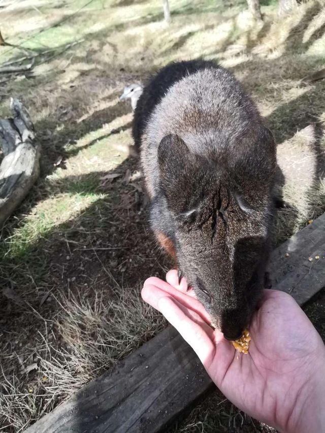 野生動物奇遇記，Pearcedale月光之旅野生動物保護園