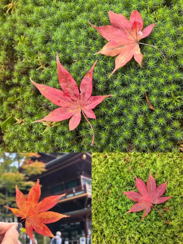 Exploring Nikko's World Heritage Sites: Two Shrines and One Temple