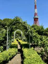 暮光下的寧靜綠洲：芝公園漫遊記