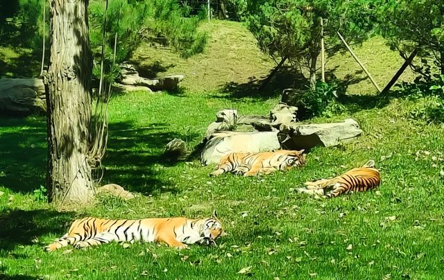 誰懂啊，美哭！北京野生動物園，旅行天花板級避雷指南！