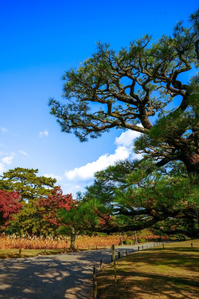 秋韻松風｜漫步栗林公園的紅葉下