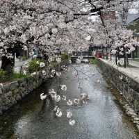 京都兩日遊：傳統文化與自然美景的深度體驗