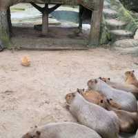 馬來西亞國家動物園-福娃和鳳儀的家園