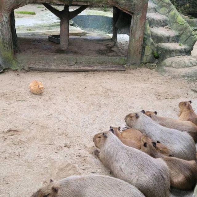 馬來西亞國家動物園-福娃和鳳儀的家園