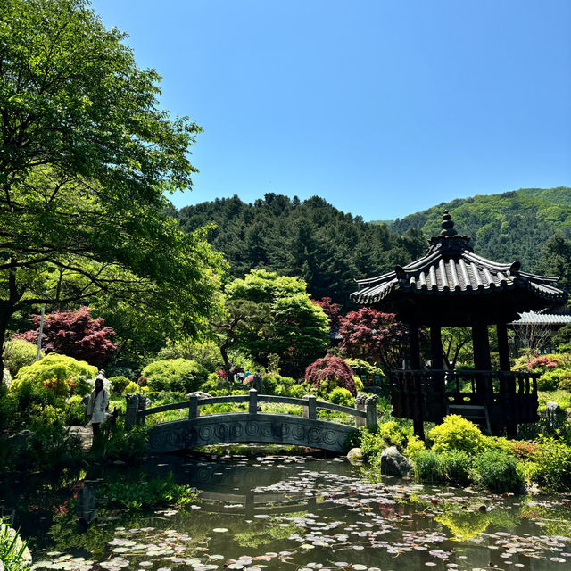 Nature’s Masterpiece: The Enchanting Garden of Morning Calm