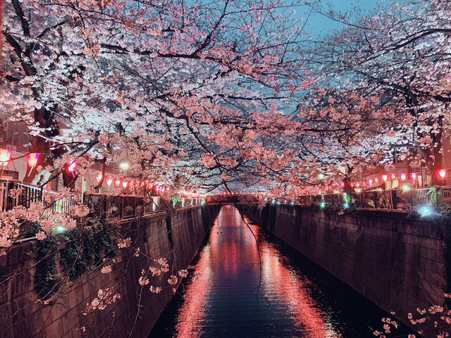 日本🇯🇵東京目黑川賞櫻🌸