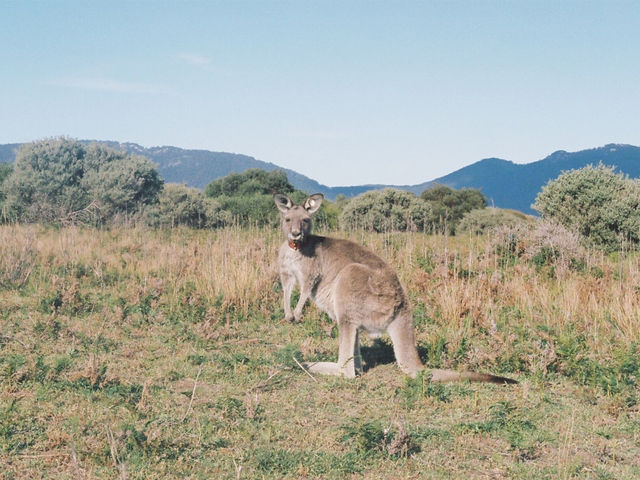 Wilson promontory national park, the southernmost tip of mainland Australia.