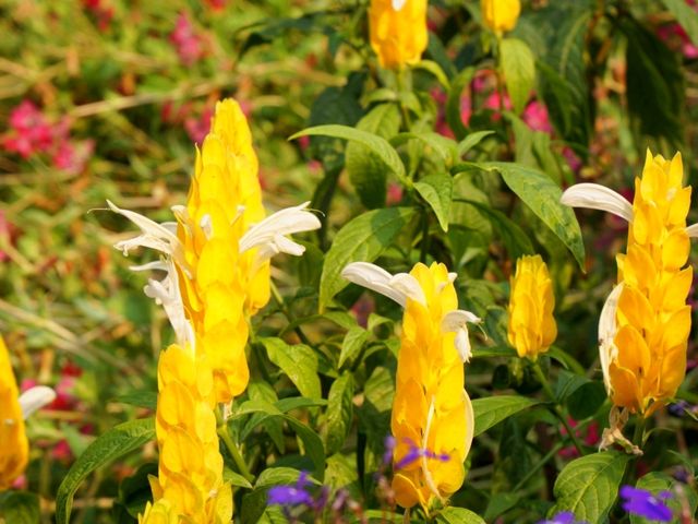 Queen Sirikit Botanic Garden สวนดอกไม้เชียงใหม่ 