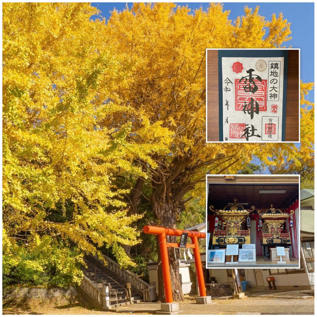 雷神社公孫樹，超過九百歲