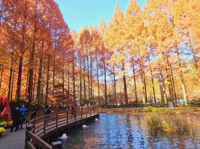 The Metasequioa walk at Jangtaesan Recreational Forest