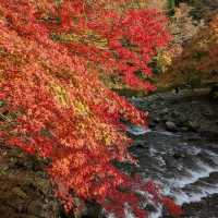 輕津之嵐山，移植自京都的紅葉名所：中野紅葉山