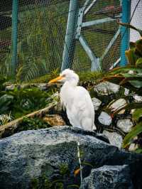 🌴🐦 Kuala Lumpur's Feathered Friends: A Day at KL Bird Park 🕊️🌳