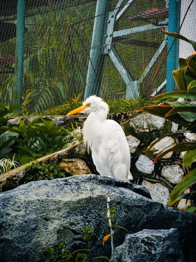 🌴🐦 Kuala Lumpur's Feathered Friends: A Day at KL Bird Park 🕊️🌳