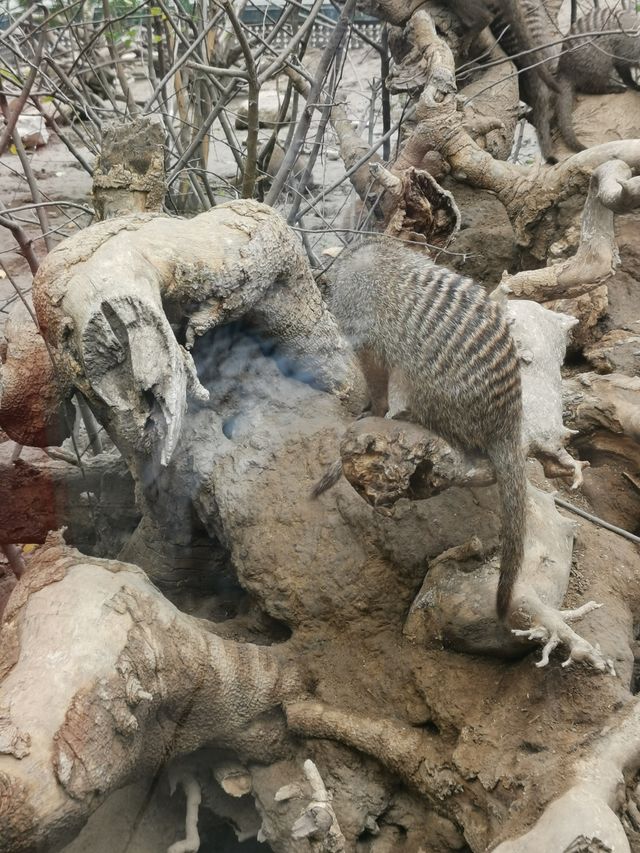 北京動物園的驚喜。