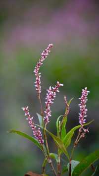 顯岡水庫辣蓼花開。