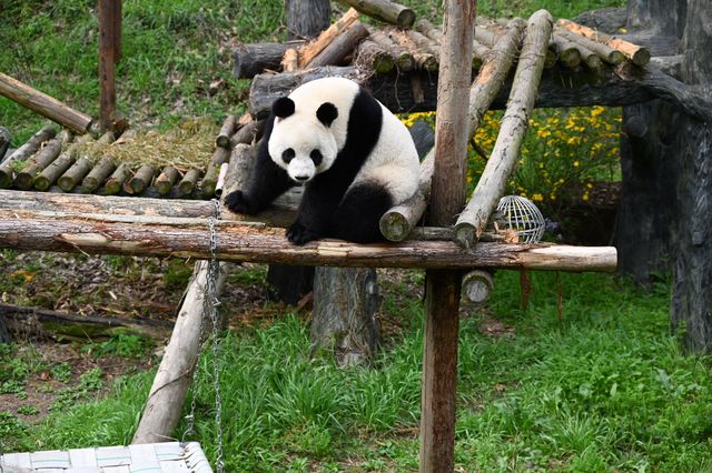 南京紅山森林動物園