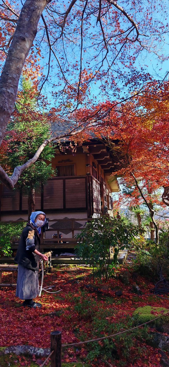 【最美紅葉季】京都檀林寺：寂靜的熱鬧的休養生息的…暖意