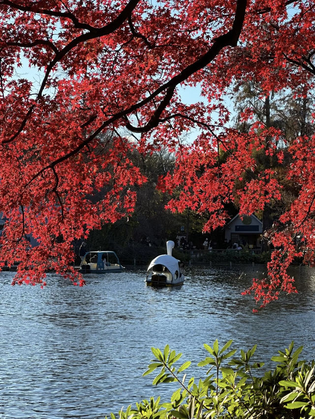 井之頭公園的自然之旅：東京的綠意秘境