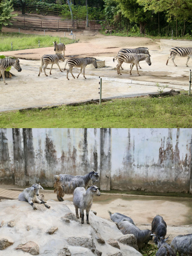 一場說走就走的野生動物之旅