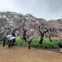 Early spring in Tokyo filled with blessings